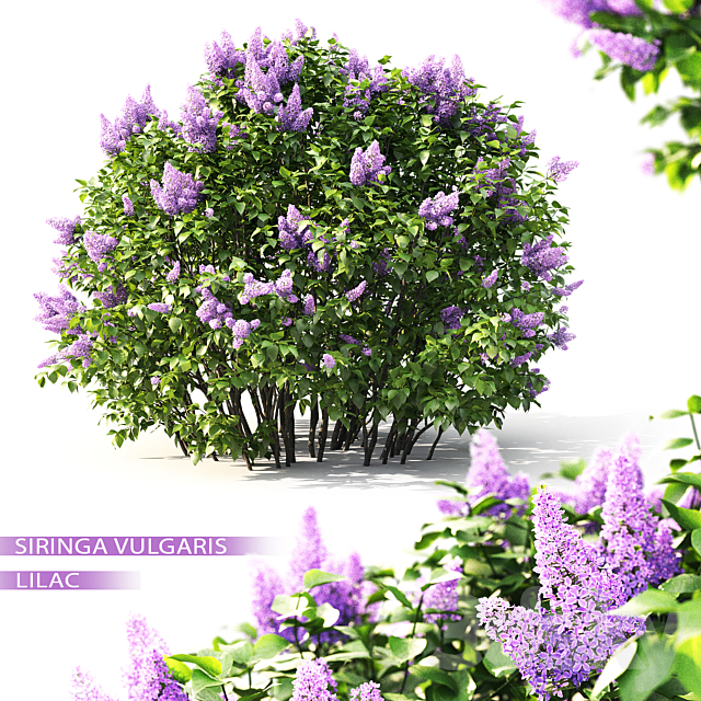 Lilac flowering #2 3DSMax File - thumbnail 1