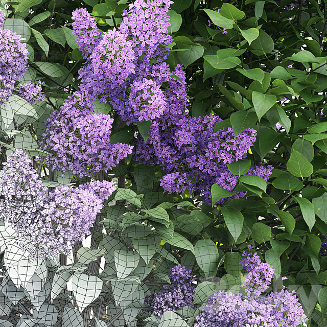 Lilac flowering #2 3DSMax File - thumbnail 3