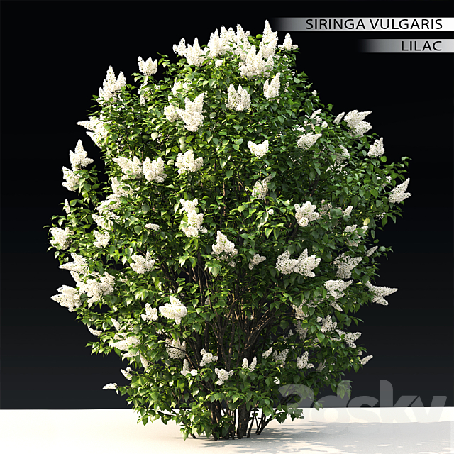 Lilac flowering #3 3DSMax File - thumbnail 1