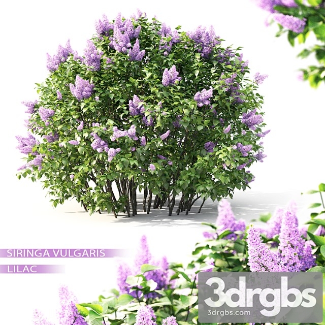 Lilac flowering - thumbnail 1