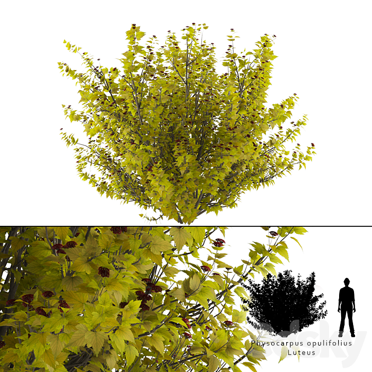 Luteus canniferous buzzard | Physocarpus opulifolius Luteus 3DS Max - thumbnail 1