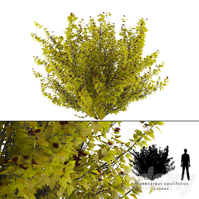 Luteus canniferous buzzard | Physocarpus opulifolius Luteus 3DSMax File - thumbnail 1