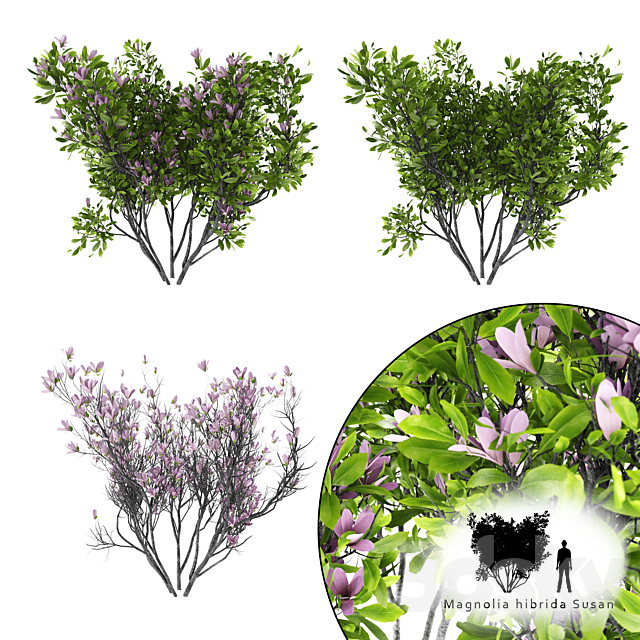 Magnolia Susan bush | Magnolia hibrida Susan 3ds Max - thumbnail 1