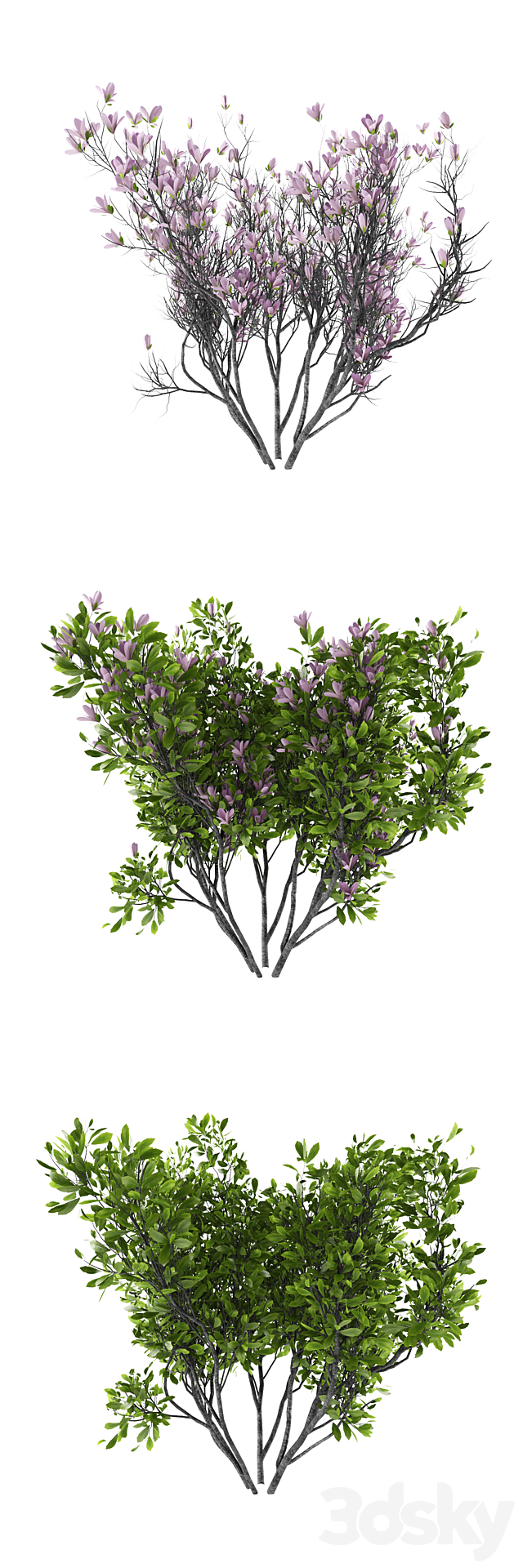 Magnolia Susan bush | Magnolia hibrida Susan 3ds Max - thumbnail 2