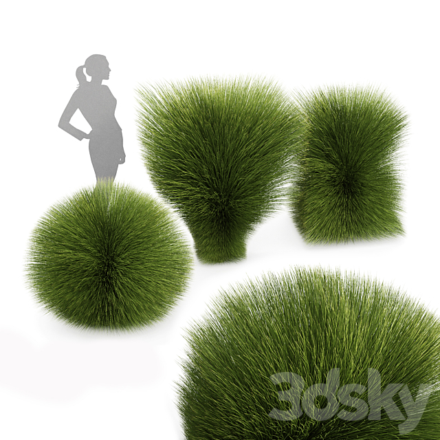 Maiden Grass Miscanthus sinensis Gracillimus Tuin Grassen 3ds Max - thumbnail 1