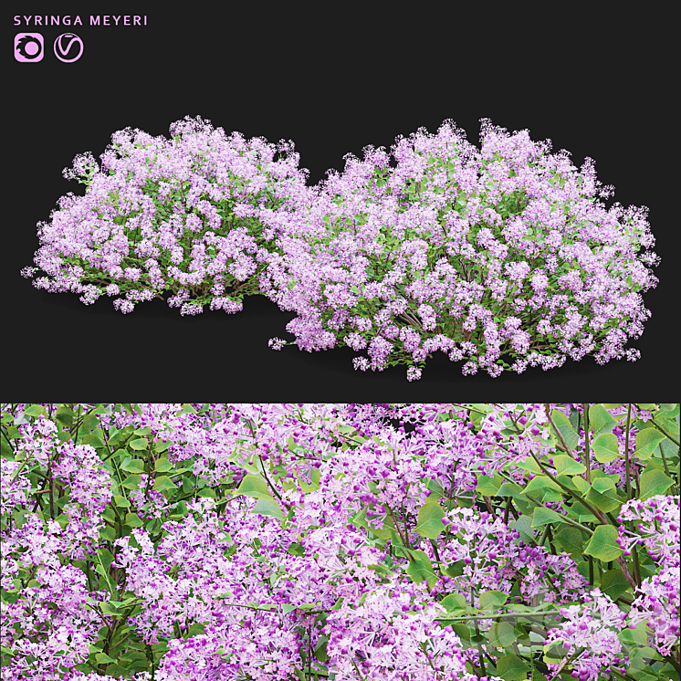 Mayers lilac bushes | Syringa meyeri 3DS Max Model - thumbnail 1