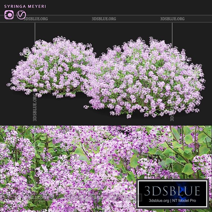 Mayers lilac bushes | Syringa meyeri 3DS Max - thumbnail 3