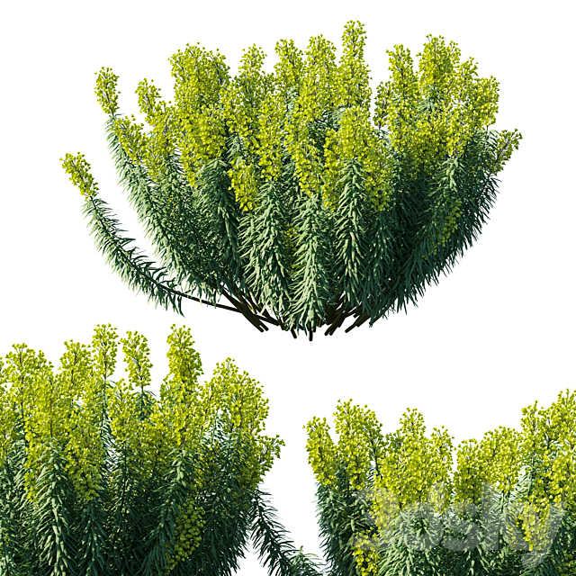 Mediterranean Spurge 3ds Max - thumbnail 1