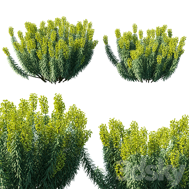 Mediterranean Spurge 3ds Max - thumbnail 2