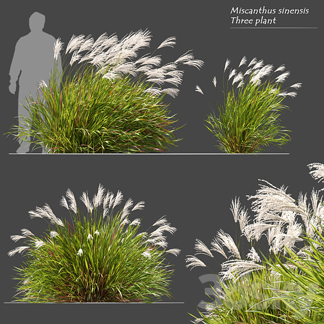 Miscanthus sinensis 3ds Max - thumbnail 1