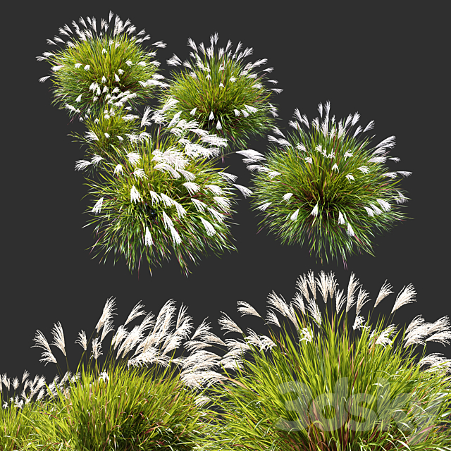 Miscanthus sinensis 3ds Max - thumbnail 2