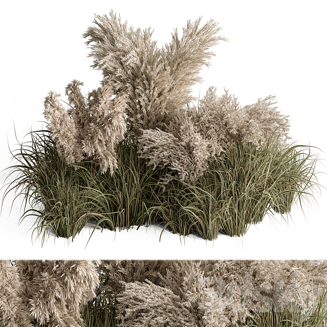 Mixed Pampas Plant Bush Set 95 3DSMax File - thumbnail 1