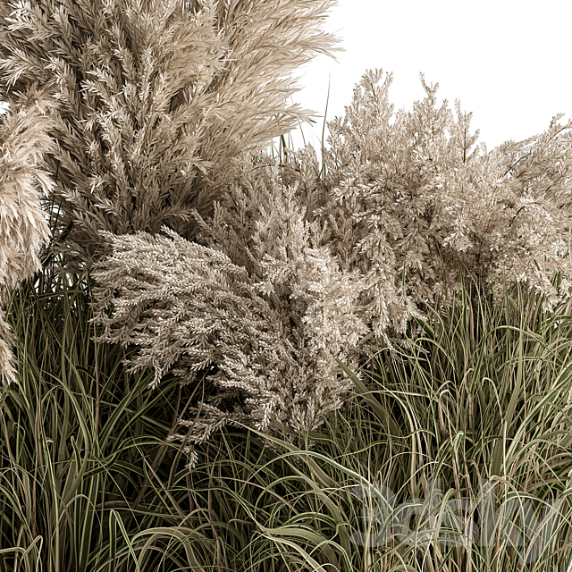 Mixed Pampas Plant Bush Set 95 3DSMax File - thumbnail 2