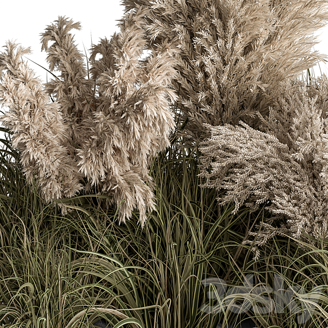 Mixed Pampas Plant Bush Set 95 3DSMax File - thumbnail 3