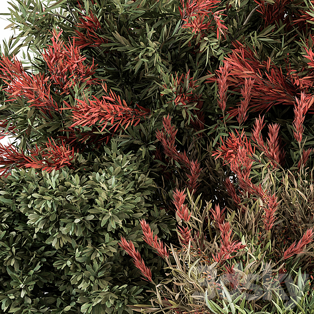 Mixed Plant Bush Green and Red – Bush Set 51 3ds Max - thumbnail 2