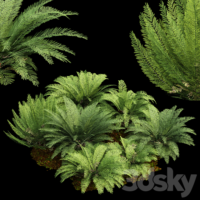 Mother spleenwort Fern Asplenium bulbiferum 7Models 3ds Max - thumbnail 1