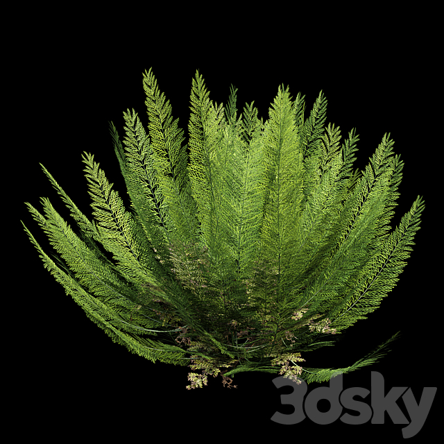 Mother spleenwort Fern Asplenium bulbiferum 7Models 3ds Max - thumbnail 2