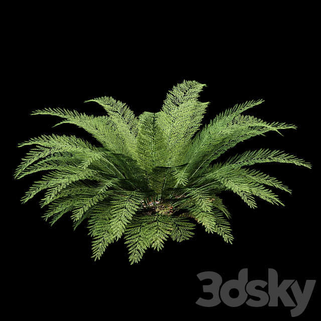 Mother spleenwort Fern Asplenium bulbiferum 7Models 3ds Max - thumbnail 3