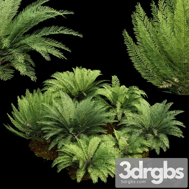 Mother spleenwort fern asplenium bulbiferum 7models - thumbnail 1