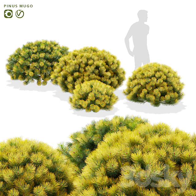 Mountain pine bushes | Pinus mugo 3ds Max - thumbnail 1