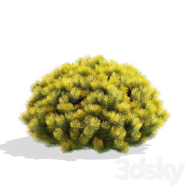 Mountain pine bushes | Pinus mugo 3ds Max - thumbnail 2