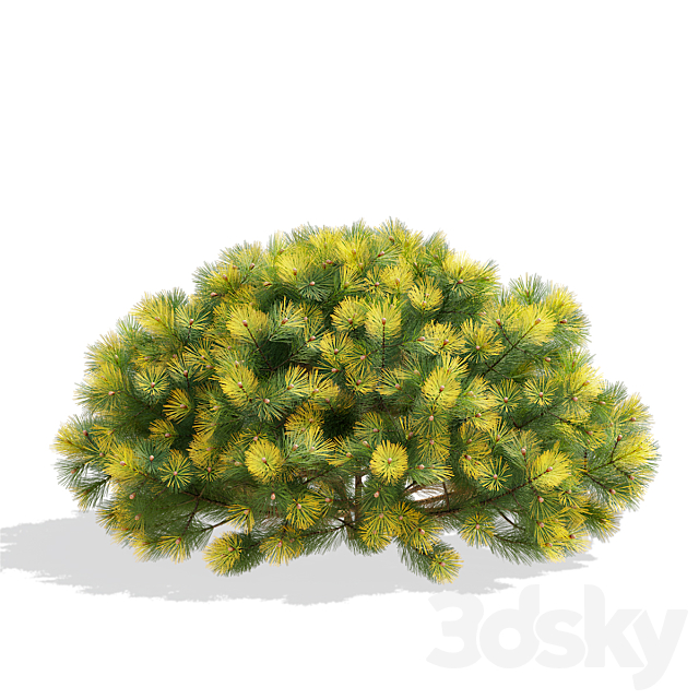 Mountain pine bushes | Pinus mugo 3ds Max - thumbnail 3