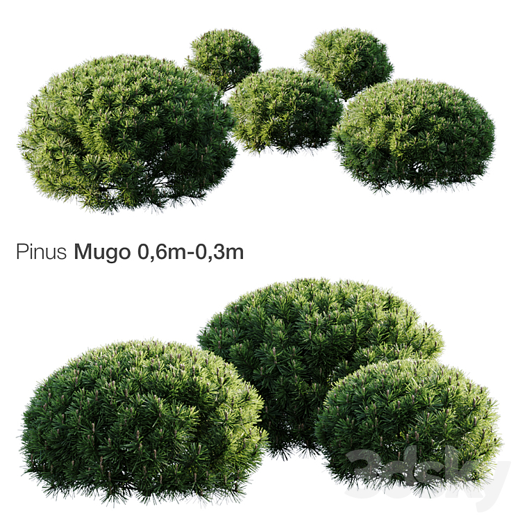 Mountain Pine Mugo 3DS Max Model - thumbnail 1