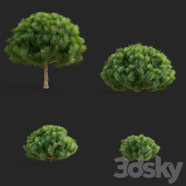 Mountain pine | Pinus mugo 2 3DS Max Model - thumbnail 2