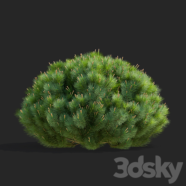 Mountain pine | Pinus mugo 2 3DS Max Model - thumbnail 4