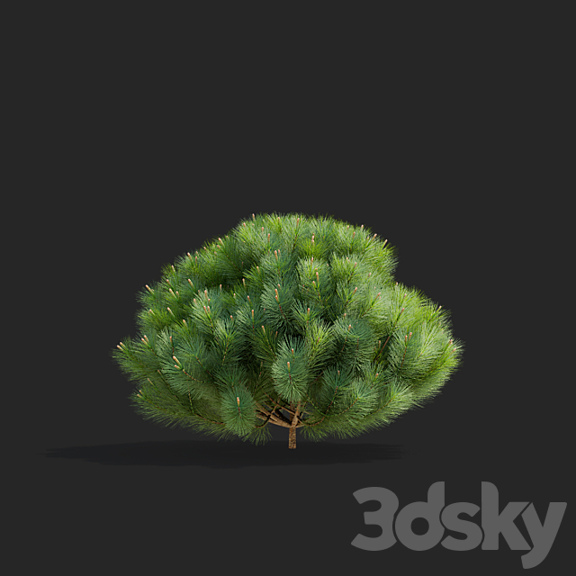 Mountain pine | Pinus mugo 2 3DS Max Model - thumbnail 5