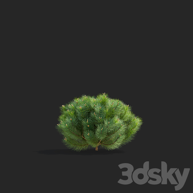 Mountain pine | Pinus mugo 2 3DS Max Model - thumbnail 6