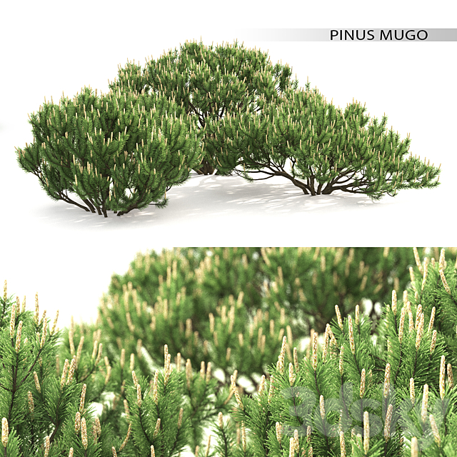 Mugo pine 3DSMax File - thumbnail 1