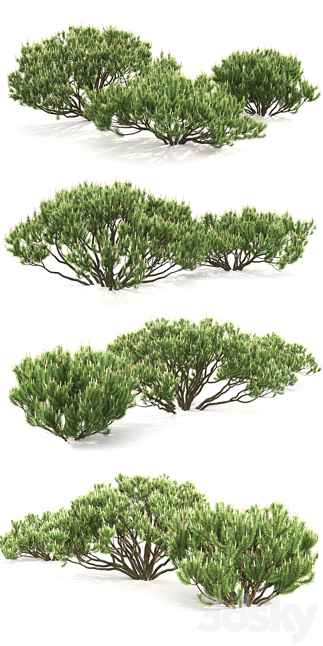 Mugo pine 3DSMax File - thumbnail 2