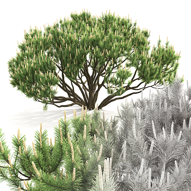 Mugo pine 3DSMax File - thumbnail 3