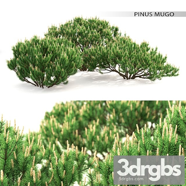 Mugo pine - thumbnail 1