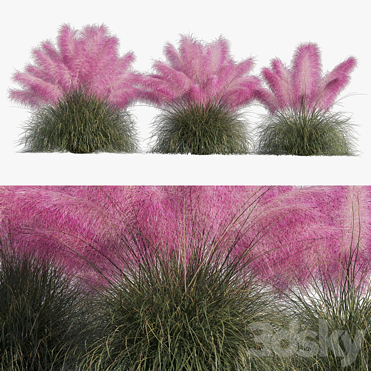 Muhlenbergia Capillaris – Pink Muhly Grass 3DS Max - thumbnail 1