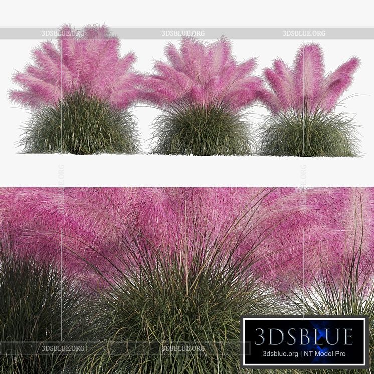 Muhlenbergia Capillaris – Pink Muhly Grass 3DS Max - thumbnail 3