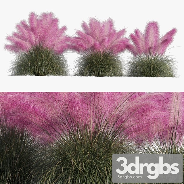 Muhlenbergia capillaris – pink muhly grass - thumbnail 1