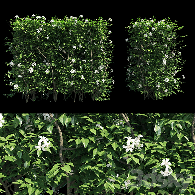 Murraya paniculata hegde 3DS Max - thumbnail 2