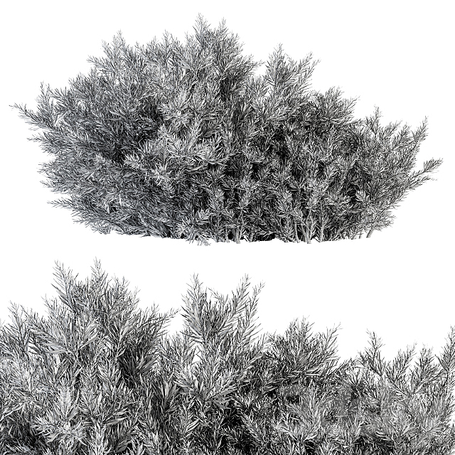 Needle Leaf Bush – Bush Set 26 3DS Max Model - thumbnail 4