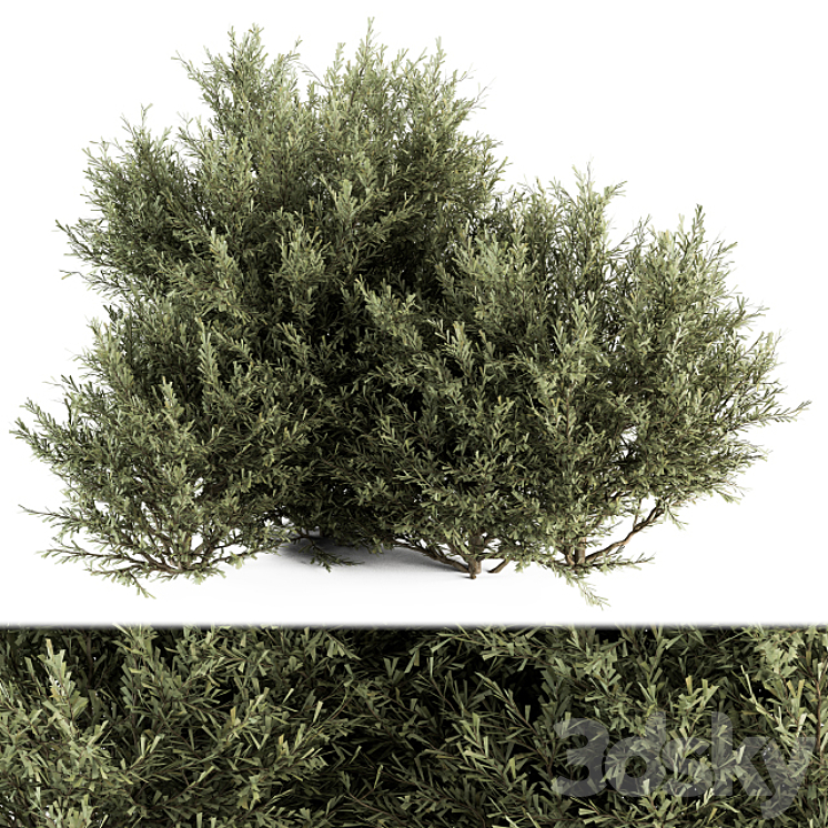 Needle Plant Bush – Bush Set 28 3DS Max - thumbnail 1