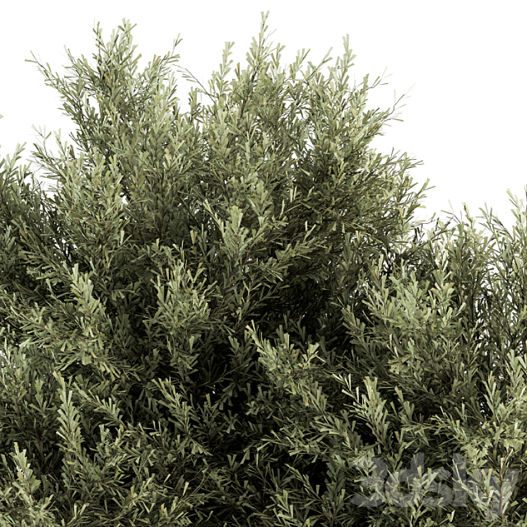 Needle Plant Bush – Bush Set 28 3DS Max - thumbnail 2