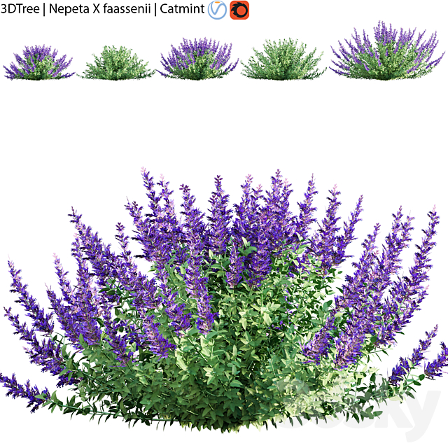 Nepeta faassenii | Catmint 3ds Max - thumbnail 1