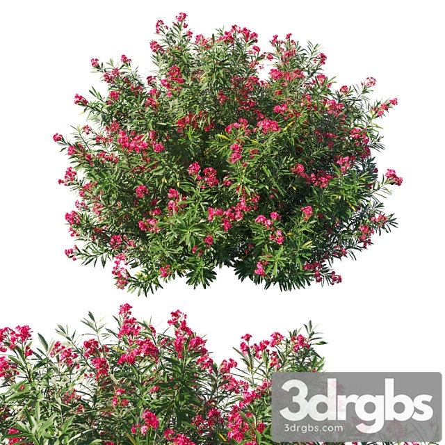 Nerium oleander bush 3 - thumbnail 1