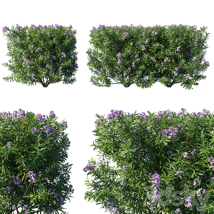 Nerium Oleander Collection 07 3DS Max Model - thumbnail 1