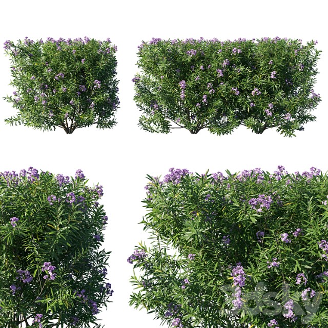 Nerium Oleander Collection 07 3dsmax Download - thumbnail 1