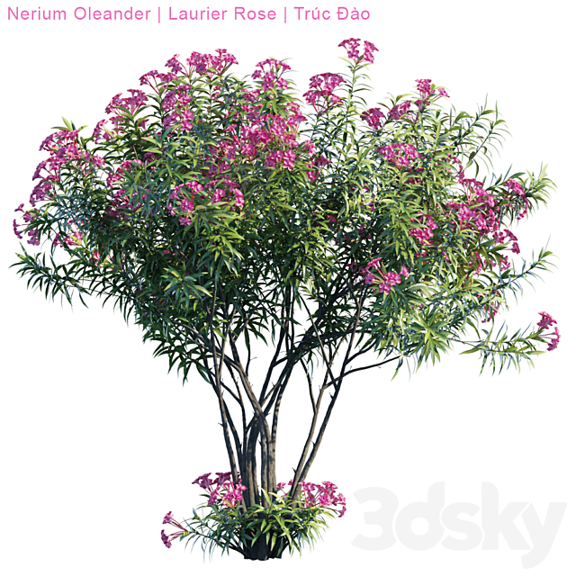 Nerium Oleander | Laurier rose 3DS Max Model - thumbnail 2