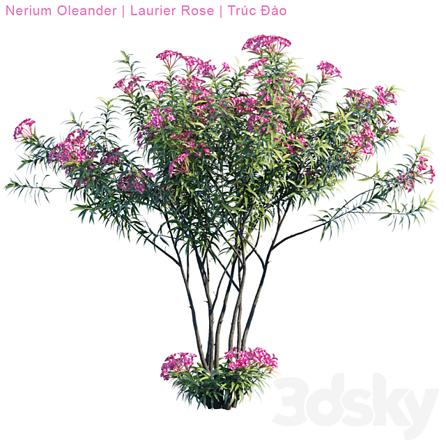 Nerium Oleander | Laurier rose 3DS Max Model - thumbnail 3