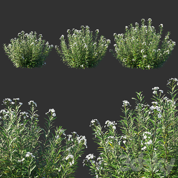 Nerium Oleander White 3DS Max - thumbnail 1