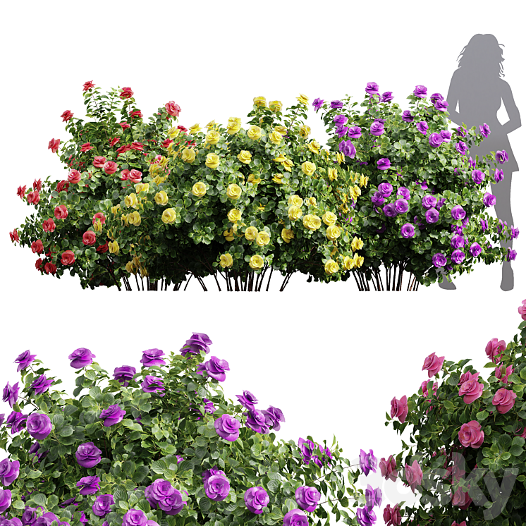 New Plant High detail Climbing Roses Bush 3DS Max Model - thumbnail 3